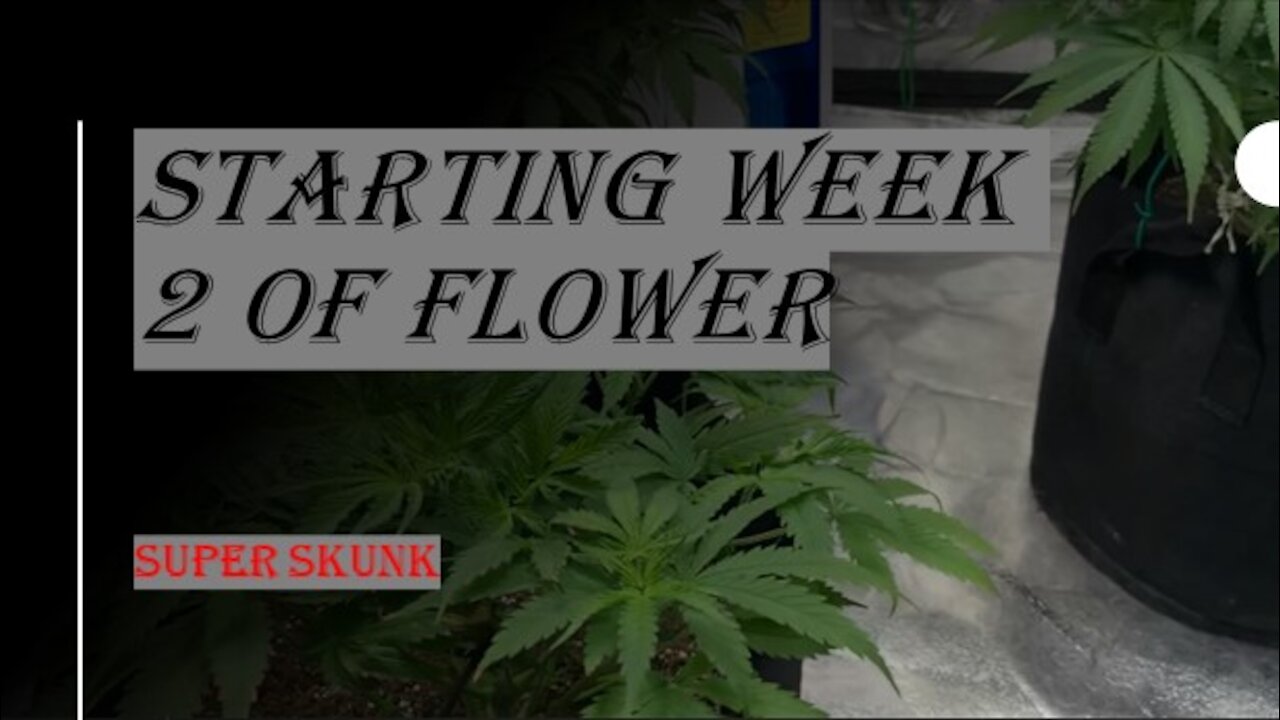 Starting week 2 of flower with Super Skunk