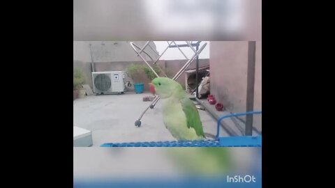 Parrot Masti