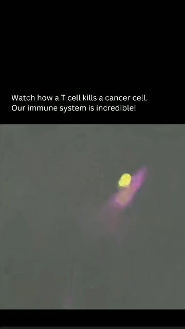 Células T matam as cancerígenas?