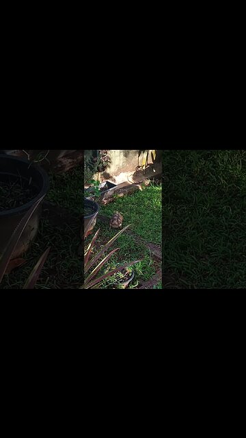 Tortoise on the run.