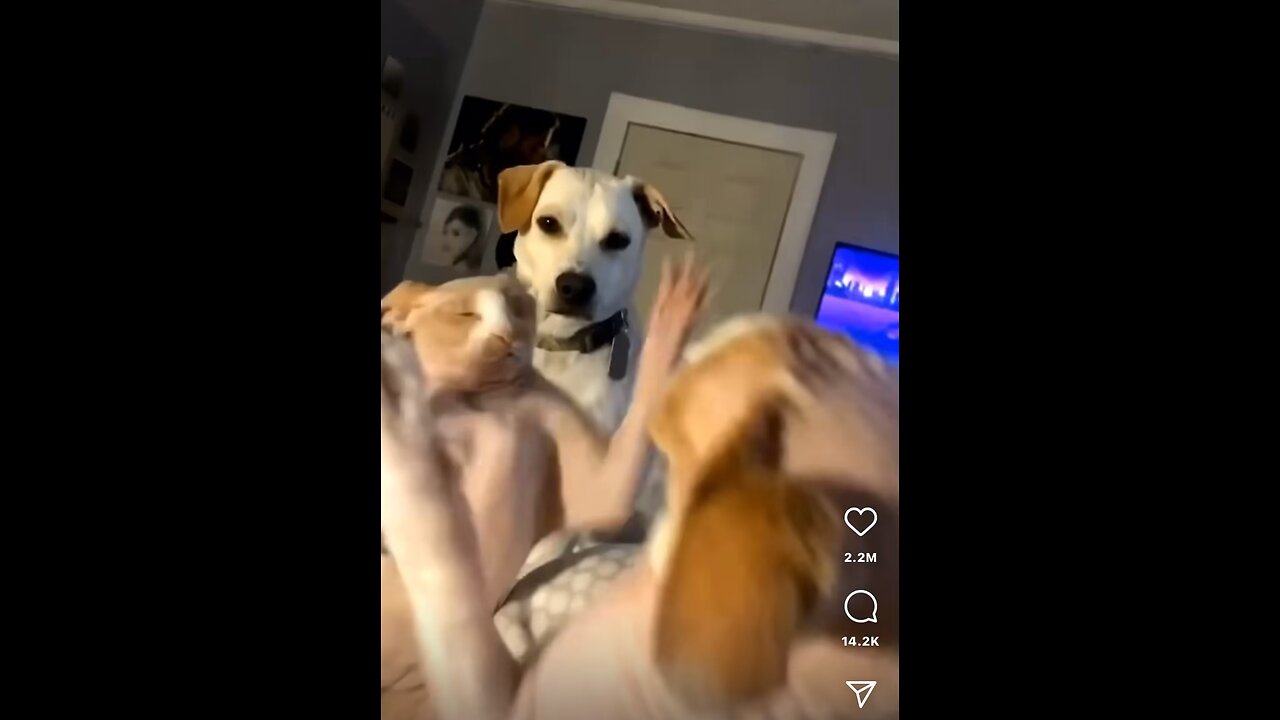 Slap boxing