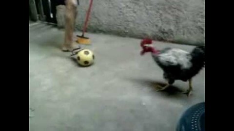This ROOSTER plays football better than many professionals, funny video