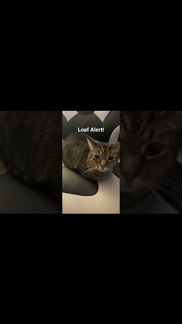 This Cat is a Loaf #shorts