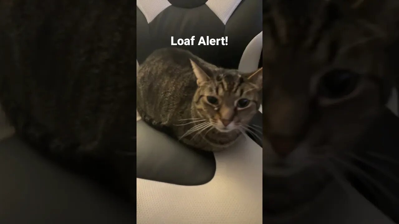 This Cat is a Loaf #shorts