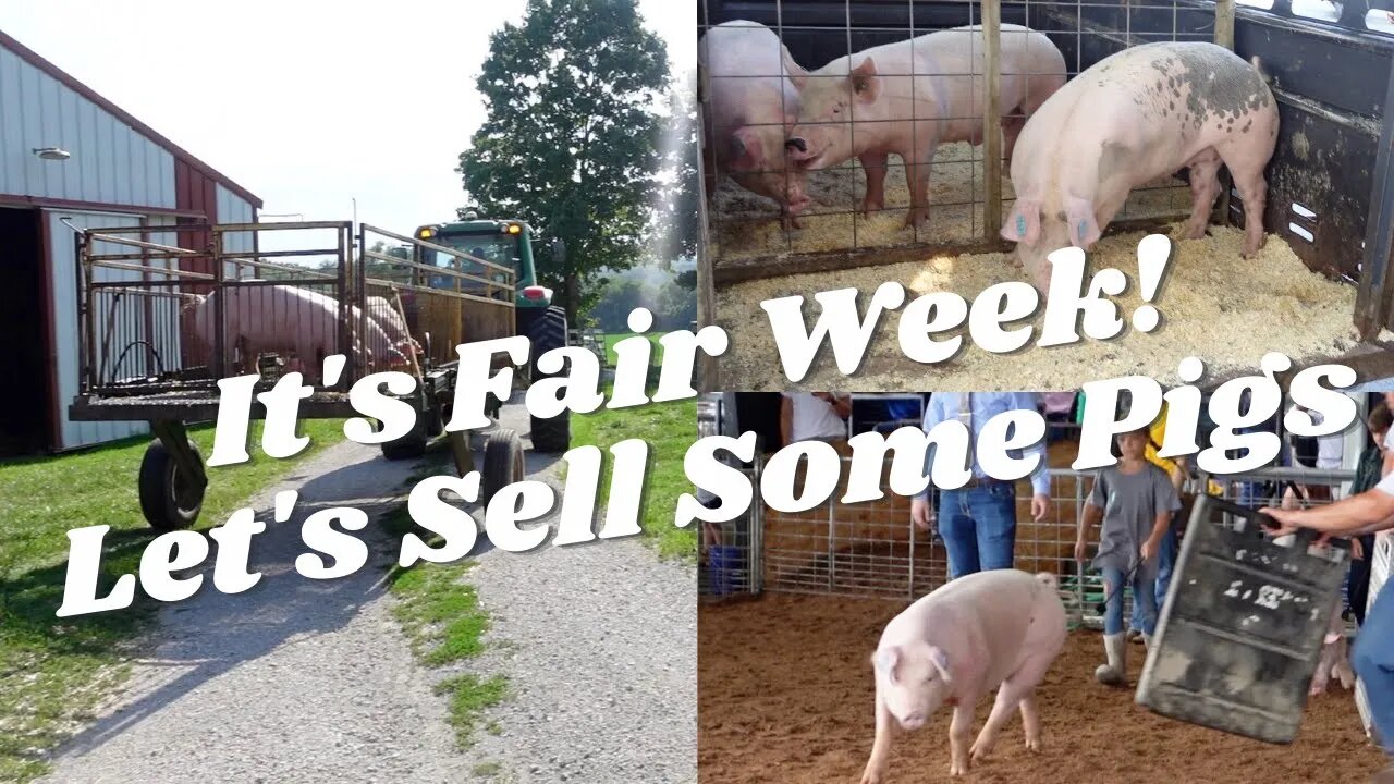 VLOG | Showing Pigs at the Fair for 4H | I love this for my kids!