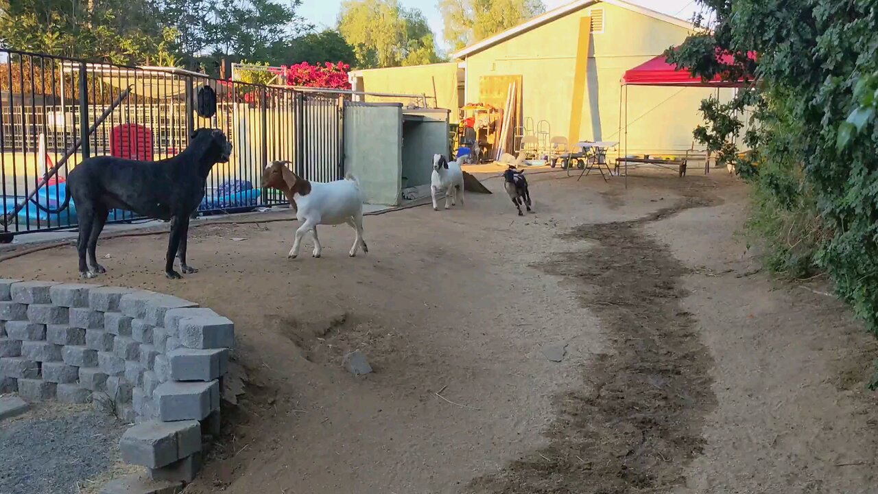 Free Roaming Goats In Backyard