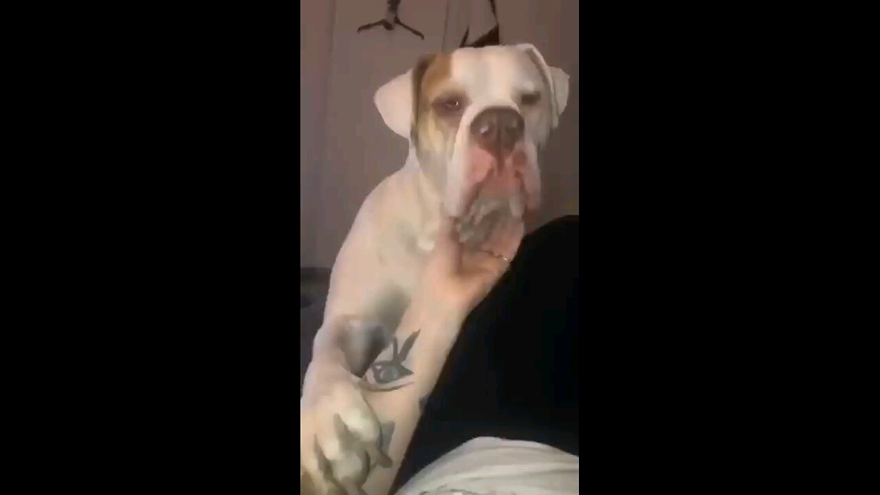 Animals with human