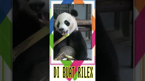 PANDA #shorts