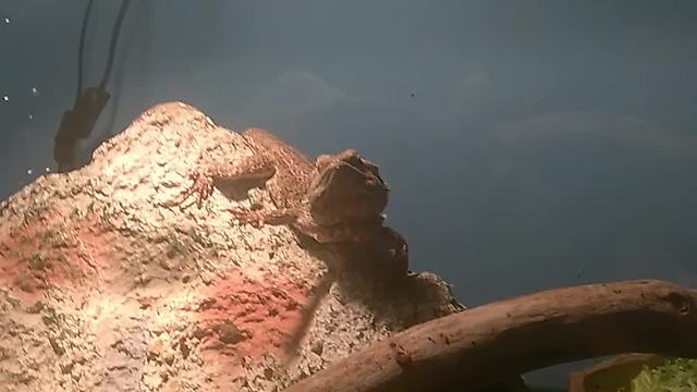 Bearded Dragon Appreciates Owner’s Acknowledgement Of His Presence