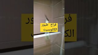 أجمل طيور الكالوبسيت لوتينو كيوت روعة