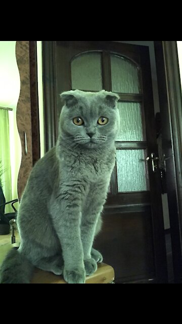 Funny kitten is playing with a toy.