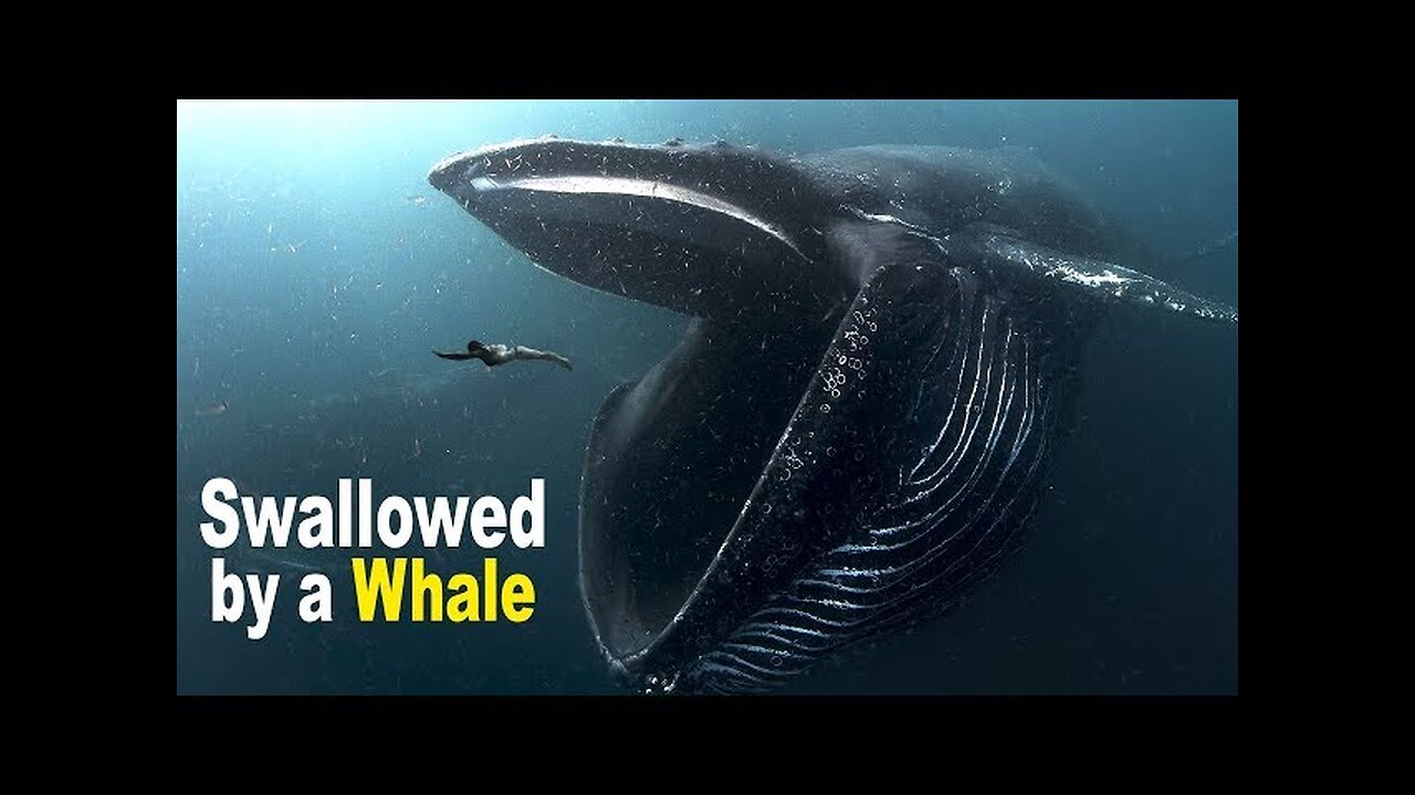 What happens if you swallowed by whale check this video to find out