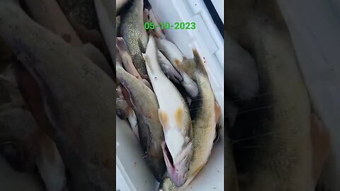 25 walleye 11 short of our groups 6 man limit. Better than yesterday, quality fish too!