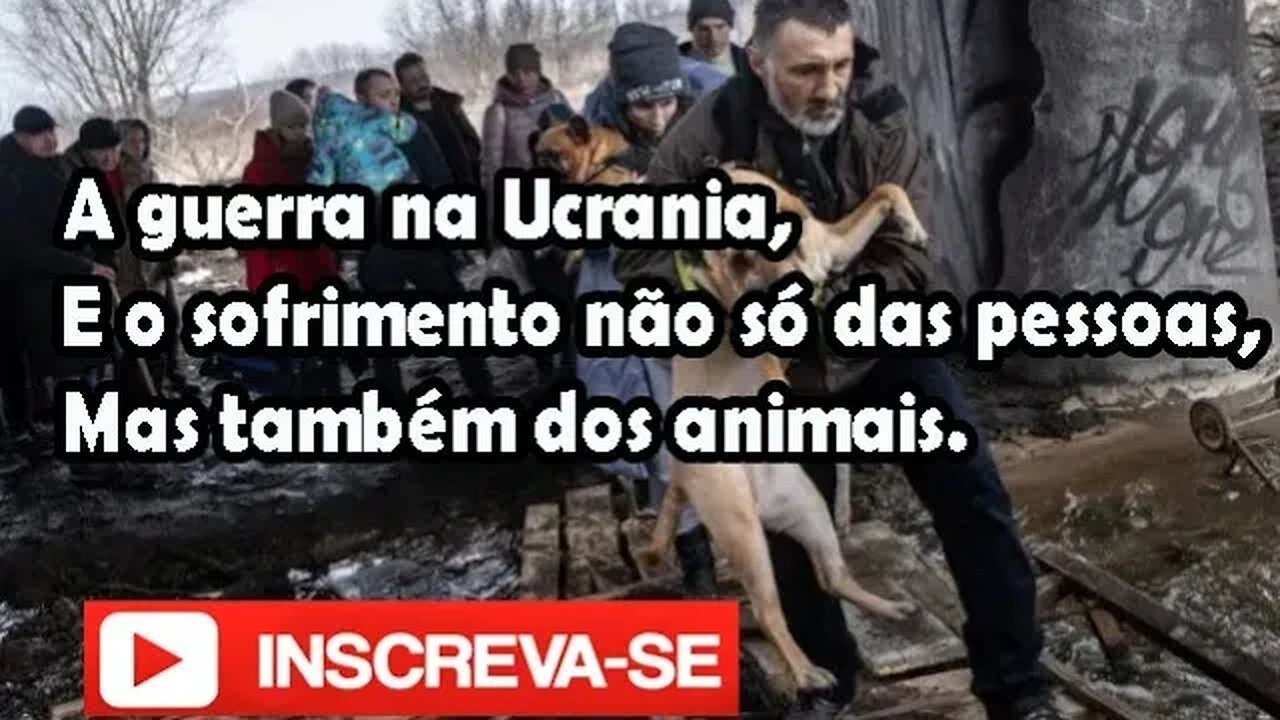 A guerra na Ucrânia, E o sofrimento não só das pessoas , mas também dos animais em 2023