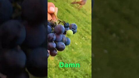 WHY ARE THERE GRAPES