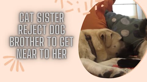 Cat Sister Reject Dog Brother To Get To Her