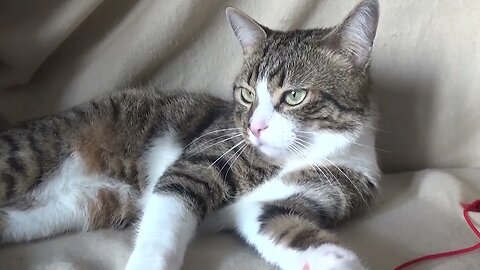 Kitten Smells the Wand Toy