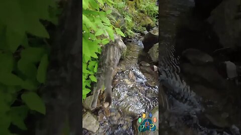 Cheetara explores the stream.