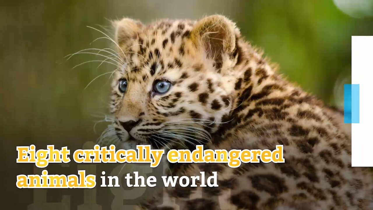 Eight critically endangered animals