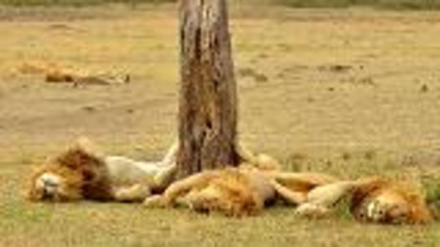 Uganda's African Lion in Danger