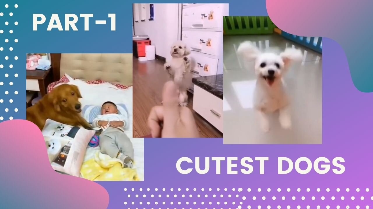 Cute Dogs