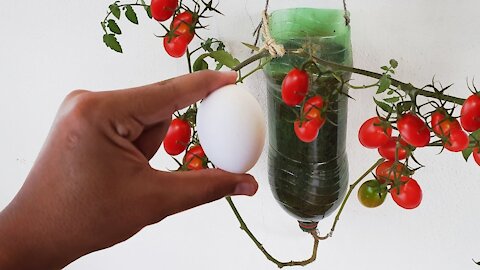 SIMPLE TIP THAT EXPLODES THE PRODUCTION OF TOMATO AND CHERRY