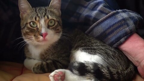 Kitten on a Picnic Is Startled when He Hears a Motor Start