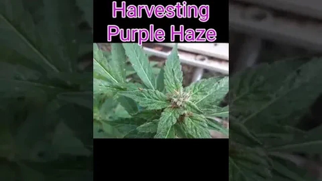 Chopping Down another THC Monster! 6 oz Yield!!