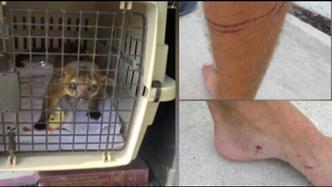 Lake Worth Beach resident bitten by kinkajou, officers capture animal in bathroom