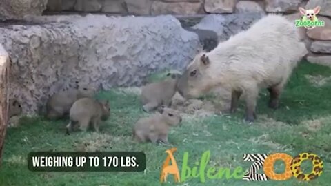 WATCH: 5 Capybara Pups Born At.the Abilene Zoo