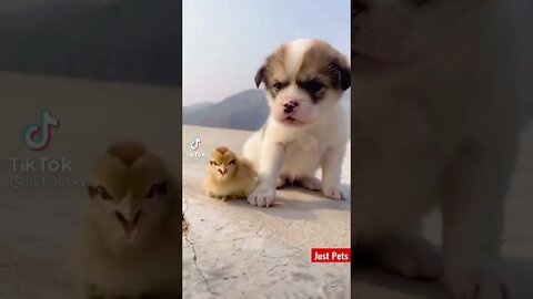 Cute Puppy friends #cute #shorts #viral #tiktok #funnyanimals