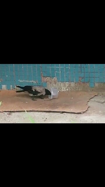 A crow moistens stale bread