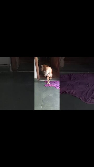 #dogshow , #animals , #dogs , #shorts