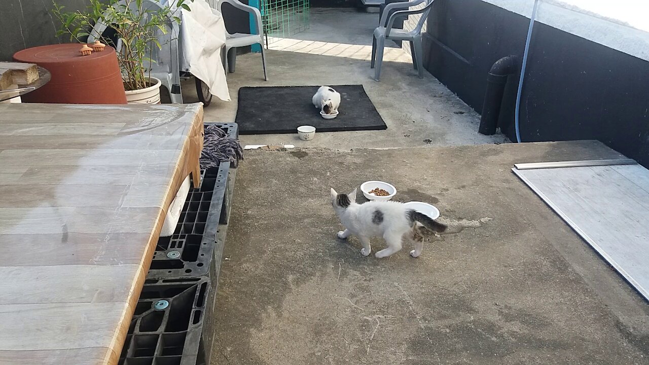 Morning for mother and daughter.(51day old cat (After stopping breastfeeding)-part1)