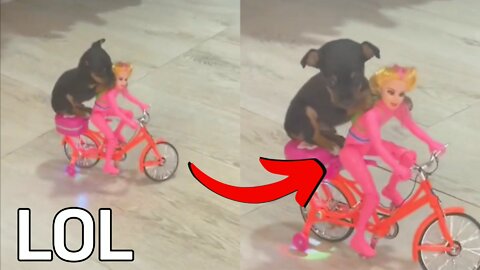 Puppy Strolling With Barbie on a Bike, to the Sound of Beautiful Music!