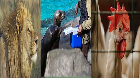 Animals that love and Attachment with humans