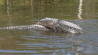 Authorities stress the importance of safety precautions when around Florida gators.