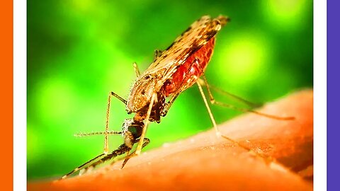 China Making Vaccine Mosquitos 🟠⚪🟣 NPC Global