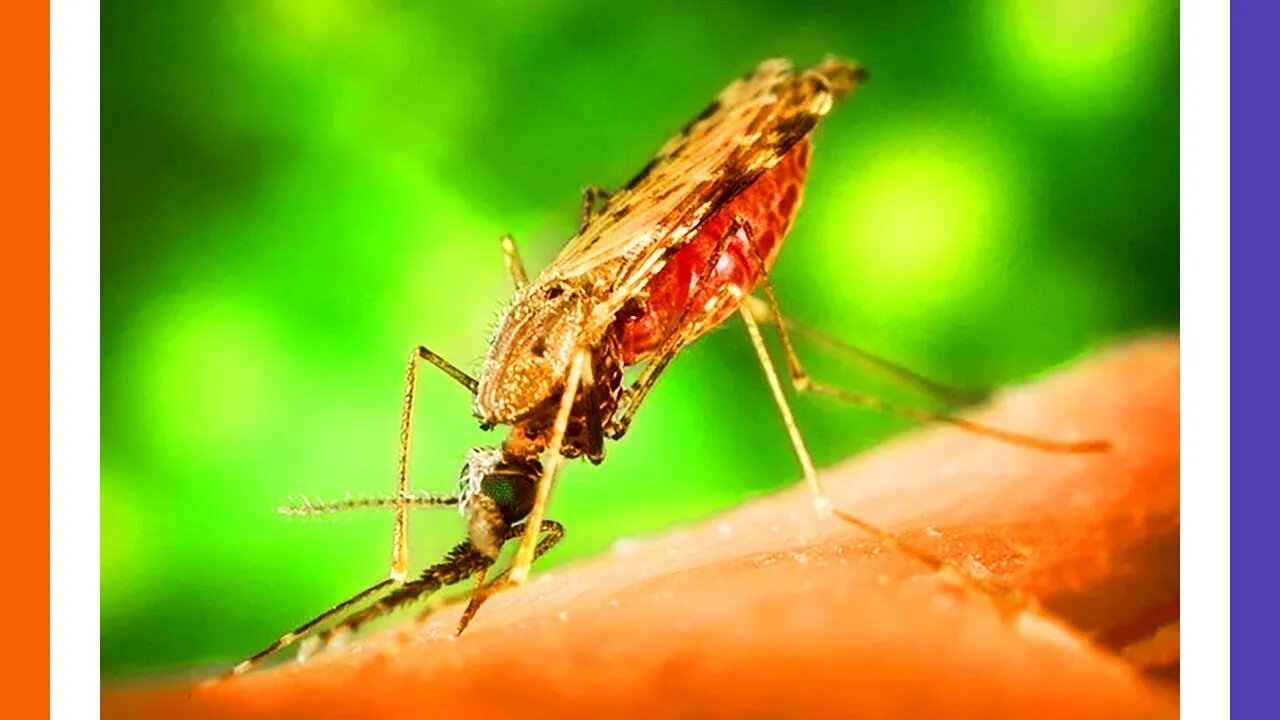 China Making Vaccine Mosquitos 🟠⚪🟣 NPC Global