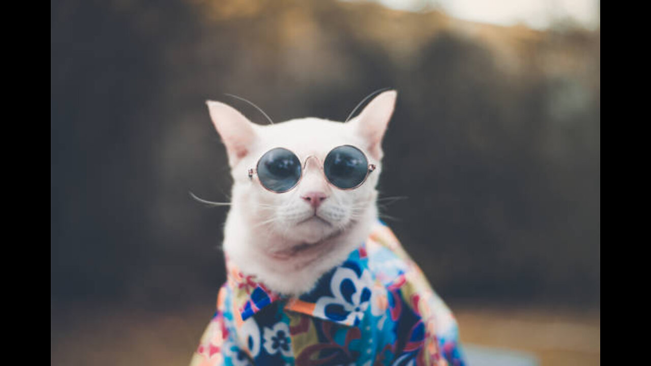 Stylish cat