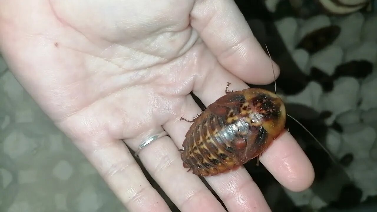 Showing off some huge Giant cave roaches B Fusca roaches at petbugs