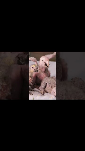 #Shorts #Animal #Birds #Peace #Love #Care