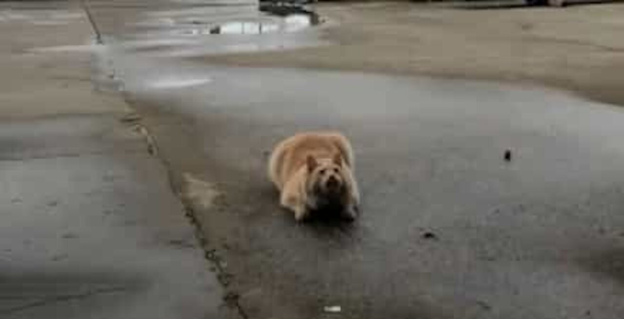 Cat does amazing backward somersault catching food