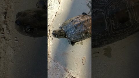 Super cute musk turtle crawling around #shorts #turtle