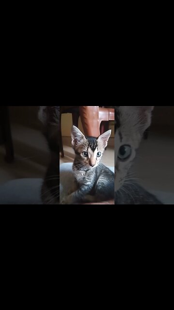 Hey where did you hide my cat toys? #catvideos