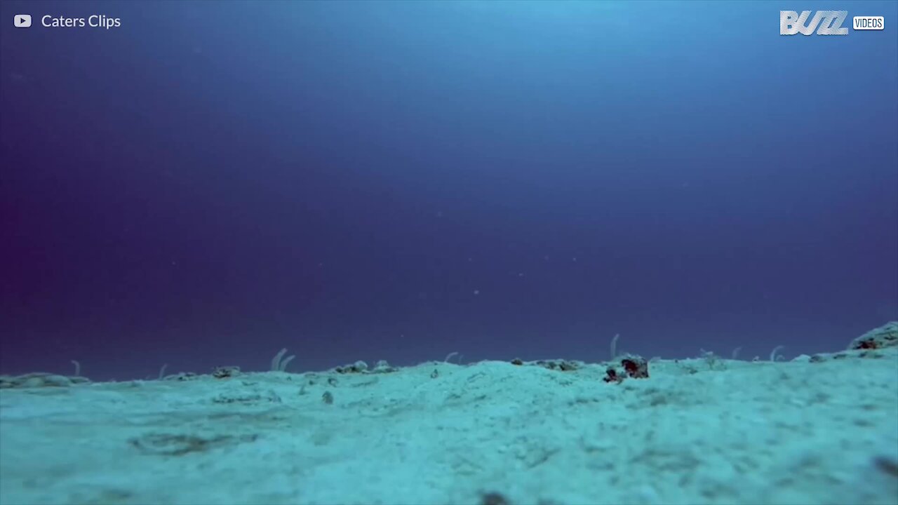 Åle danser på oceangulvet i Maldiverne