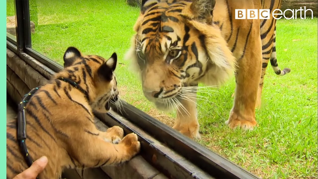 Cubs Meet Adult Tiger for the First Time | Tigers About The House