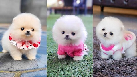 #Pomeranianpuppy #cutedogs