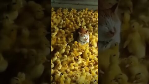 What he’s doing here 😂 #shorts #trendingshorts #cat #music #unconditionally #saintpee #chicken