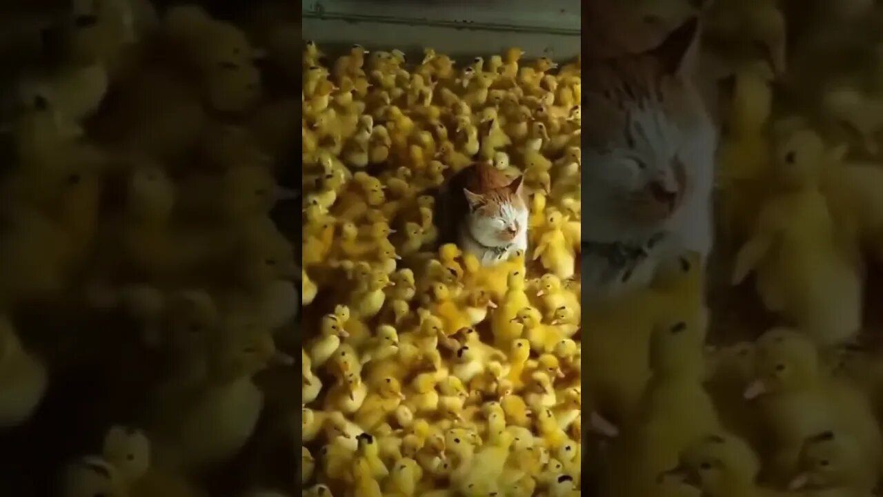 What he’s doing here 😂 #shorts #trendingshorts #cat #music #unconditionally #saintpee #chicken